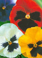 Віола Швейцарські гіганти (імп.)