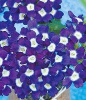 Вербена синьо-лілова (імп)