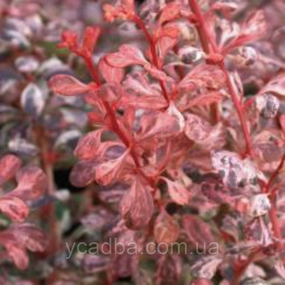 Барбарис Вулкано (горшик 0,5л), фото 1