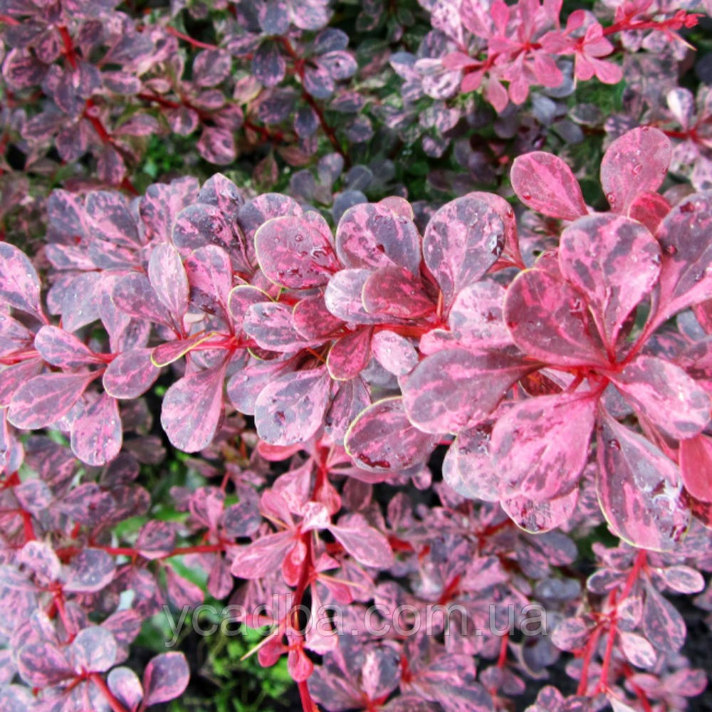 Барбарис Пінк Квін (горшик 3л), фото 1