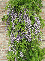 Гліцинія "Мурасаки-Нода". Wisteria floribunda "Murasaki Noda".