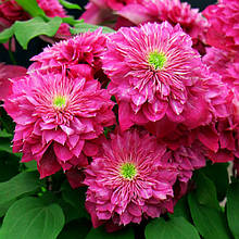 Клематис Кайзер