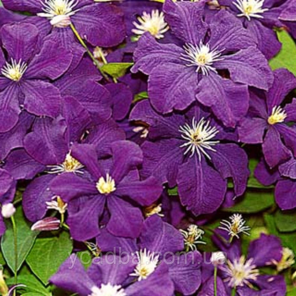 Клематис Салют (горщик), фото 1