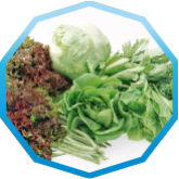 Зелені культури