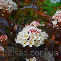 Пухироплідник Літл Джокер / С5 / Physocarpus Little Joker, фото 5