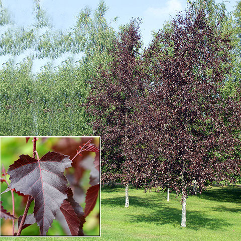 Саджанці берези "Ред Роял" (щеплена, Н - 1,4-1,6 м), фото 1