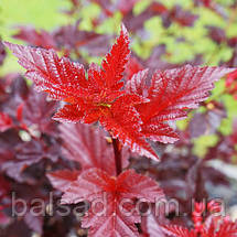 Пухироплідник Леді ін Ред / С3 / Physocarpus Lady in Red, фото 3