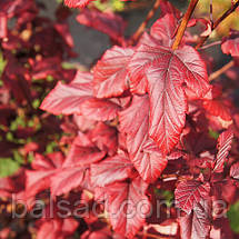 Пухироплідник Леді ін Ред / С3 / Physocarpus Lady in Red, фото 3