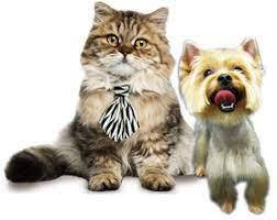 Грумінг кішок і собак