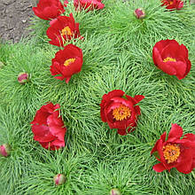 Півонія тонколистий Воронець