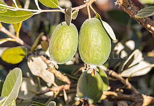 Фейхоа Аполло (Apollo)