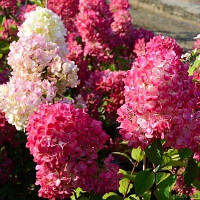 Гортензія волотиста Даймонд Руж/Hydrangea paniculata Diamant Rouge®, С4, 3-річна