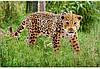 Schleich 14769 Ягуар - Figure Jaguar, фото 4