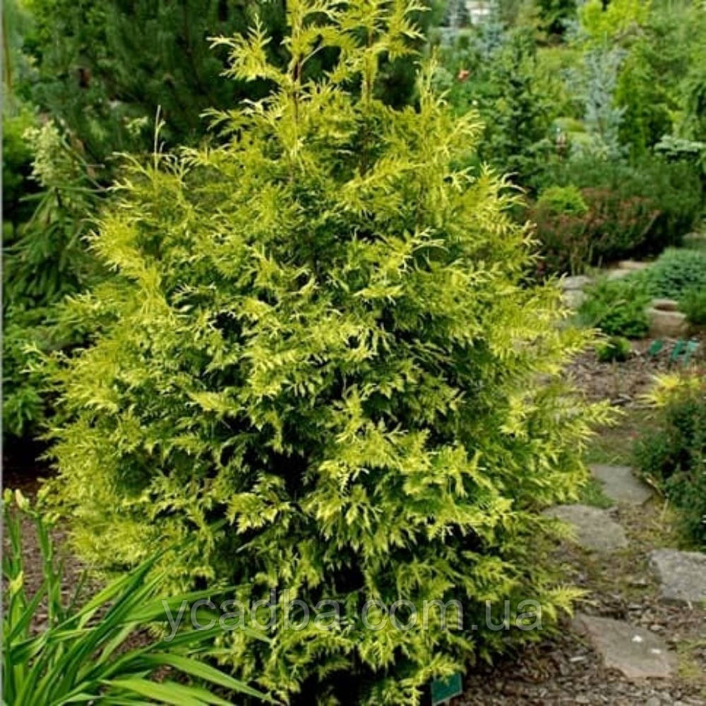 Туя складчаста Зебріна (горщик 0,5л), фото 1