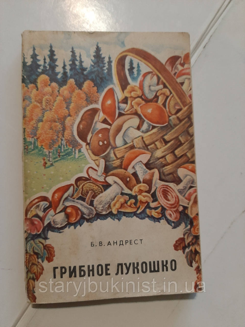 Лісове лукочко Б.Андрист