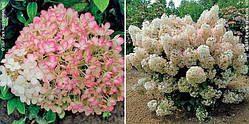 Гортензія волотиста Бобо/ Hydrangea paniculata 'Bobo'®, С2, 2-3роки.