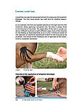 Книга "Introduction to the Canine kinesiology taping method" на английском языке, фото 2
