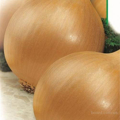 

Семена лука Глобус