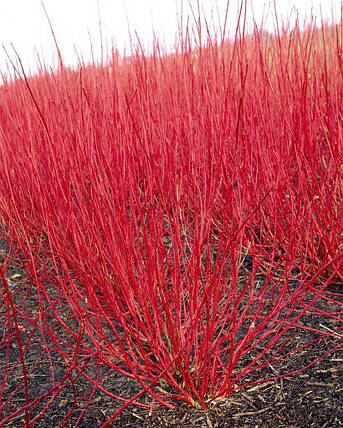 Дерен білий Ауреа / С10 / Cornus alba Aurea, фото 2