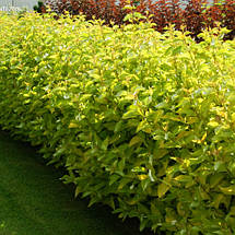 Дерен білий Ауреа / С3 / Cornus alba Aurea, фото 3