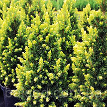 Ялина канадська Рейнбоуз Енд / Picea Rainbow's End, фото 4