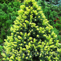 Ялина канадська Рейнбоуз Енд / Picea Rainbow's End, фото 3