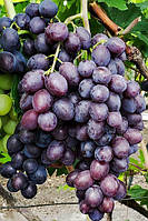 Виноград кишмиш Бравіссімо