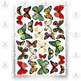 Друк їстівного фото — Метелики No9, фото 6