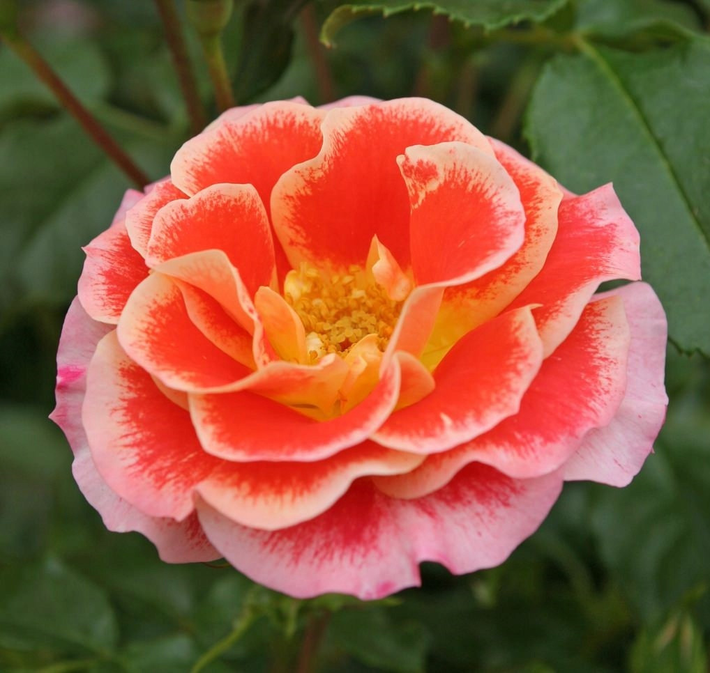 Троянда Ейрбраш (Airbrush) Флорибунда