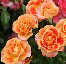 Троянда Ейрбраш (Airbrush) Флорибунда, фото 3
