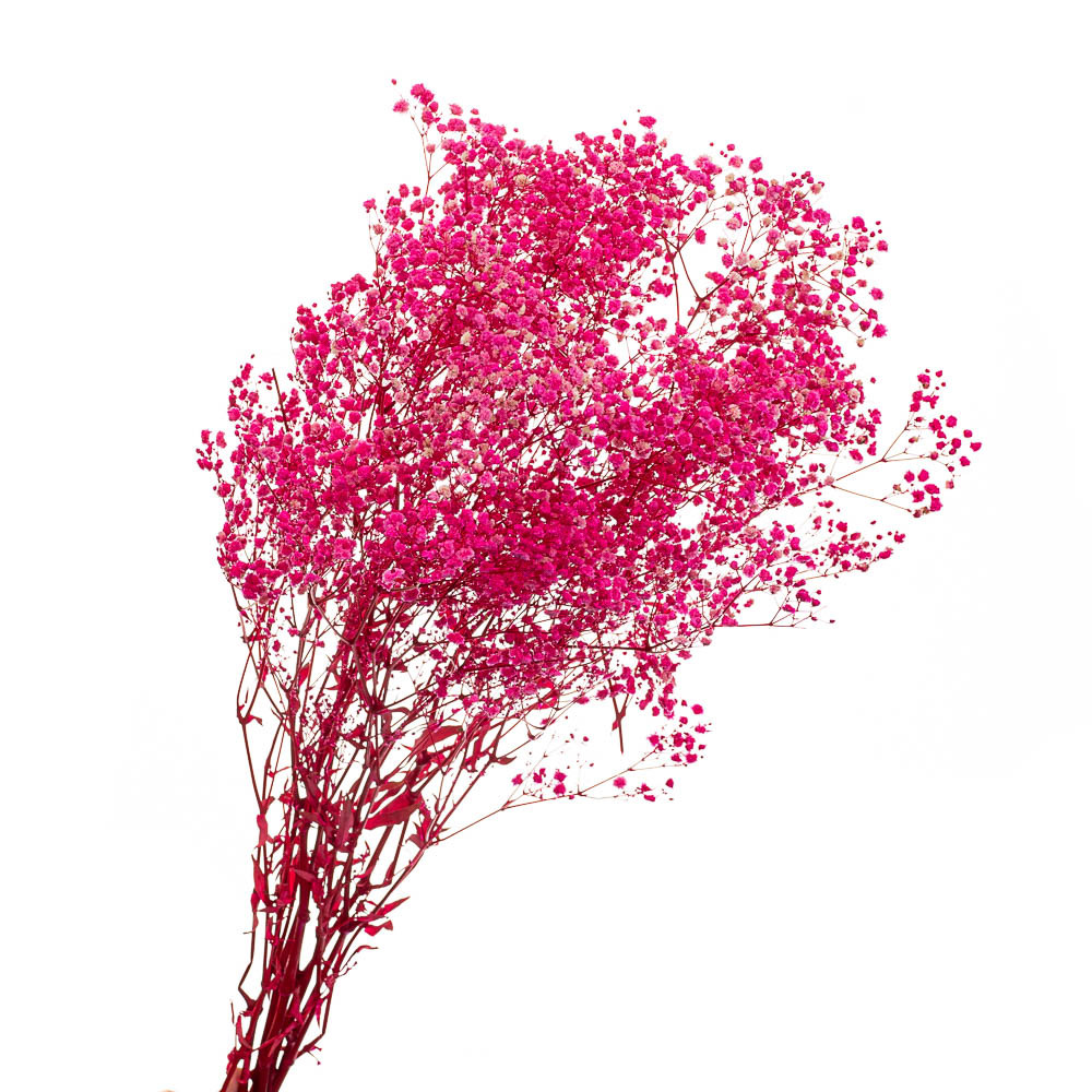 Стабилизированная Гипсофила — Купить Недорого на Bigl.ua (1409321129)