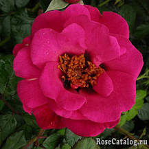 Троянда Ай ту Ай (Eye to Eye) Гібриди троянди перської, фото 2