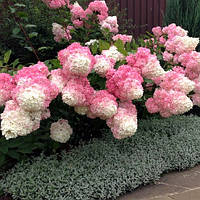 Саджанці гортензії  "Vanille Fraise" (Ваніла Фрайз) 3х-річна