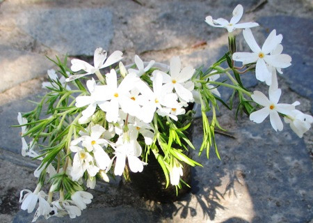 Флокс шиловидный белый Calvides White. Рассада Д5.
