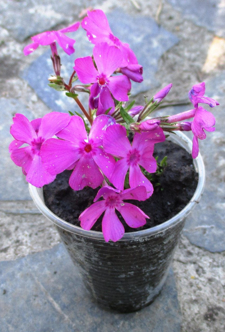 Флокс Дугласа красный Ред Адмирал. В контейнерах Д5. (ID#1409451629 ...