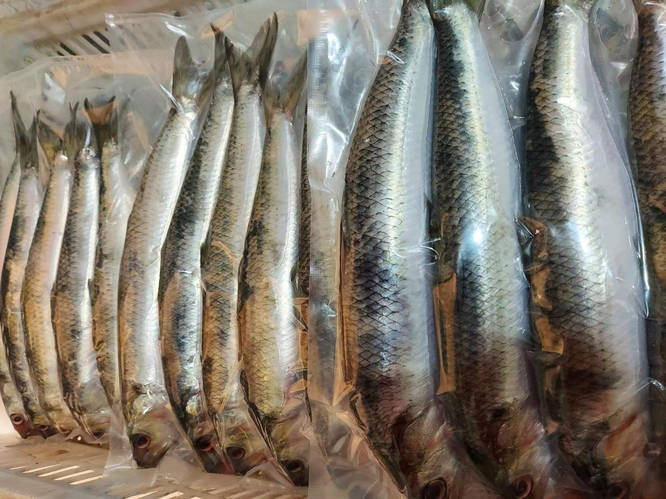 Селедка дунайская малосольная, дунайка из Вилково, целая +-4 шт на 1кг ...