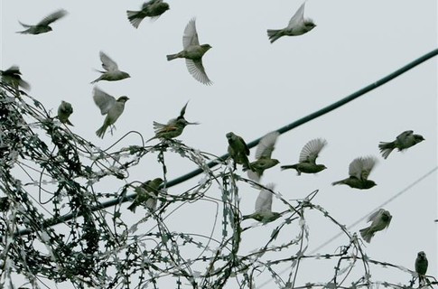 Амністія 2016: як вийти на свободу? Поради кримінального рейху