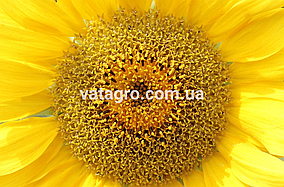 Середньоранній гібрид соняшника ГУАРА OR7+ (GUARA) Mirasol Seed