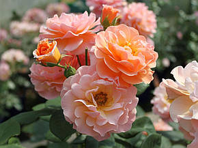 Троянда Арабія (Arabia) Шраб, фото 2