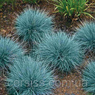 Фестука глаука декоративні трави, Festuca glauca