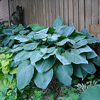 Хоста Биг мама, Hosta big mama