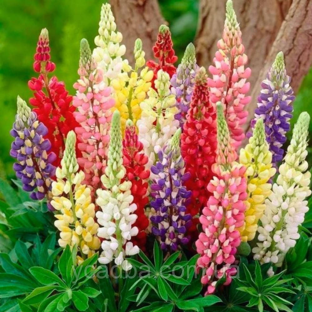 Дельфініум живокість мікс 1 шт, фото 1