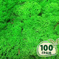 Стабілізований мох ягель Зелений трав'яний світлий, норвезький мох