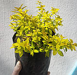 Спірея японська Голден прінцесс саджанцы в горщиках Spiraea japonica Golden Princess, фото 2