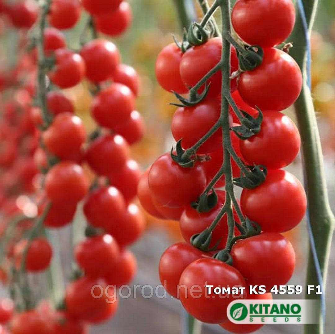 Ітіро (KS 4559 F1) 5 шт насіння томату черрі Kitano