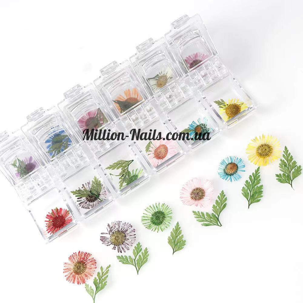 Набір сухоцвітів в контейнері для декору нігтів.