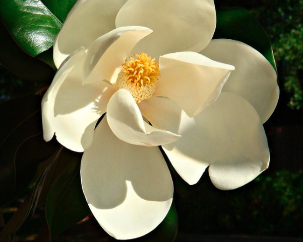 Магнолія великобарвкова Grandiflora Alta 75-80см