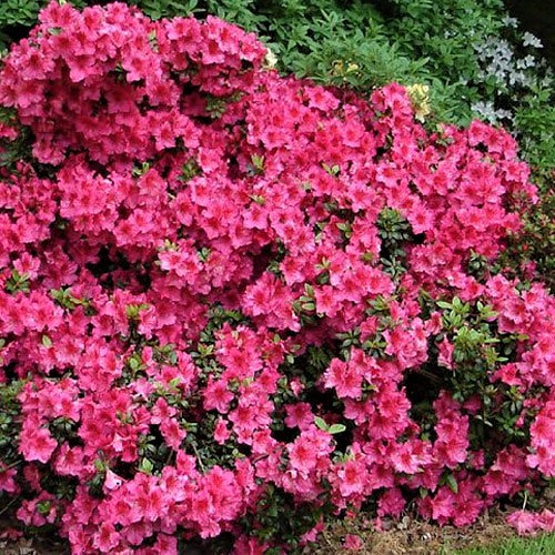 Рододендрон гібридний Віукс Розіред (Vuyk's Rosyred) Р9, фото 1