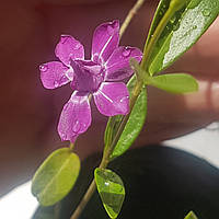 Барвінок напівмахровий мультиплекс саджанці в горщиках грунтопокривні рослини Vinca minor Multiplex