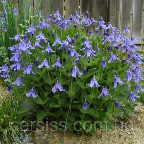Клематіс цільнолистий, Clematis integrifolia